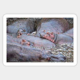 Baby Hippo with mother and other adults Sticker